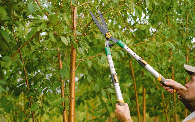 Tree trimming in Daisy, OK