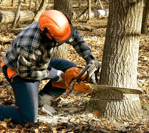 Tree Removal in Daisy, OK